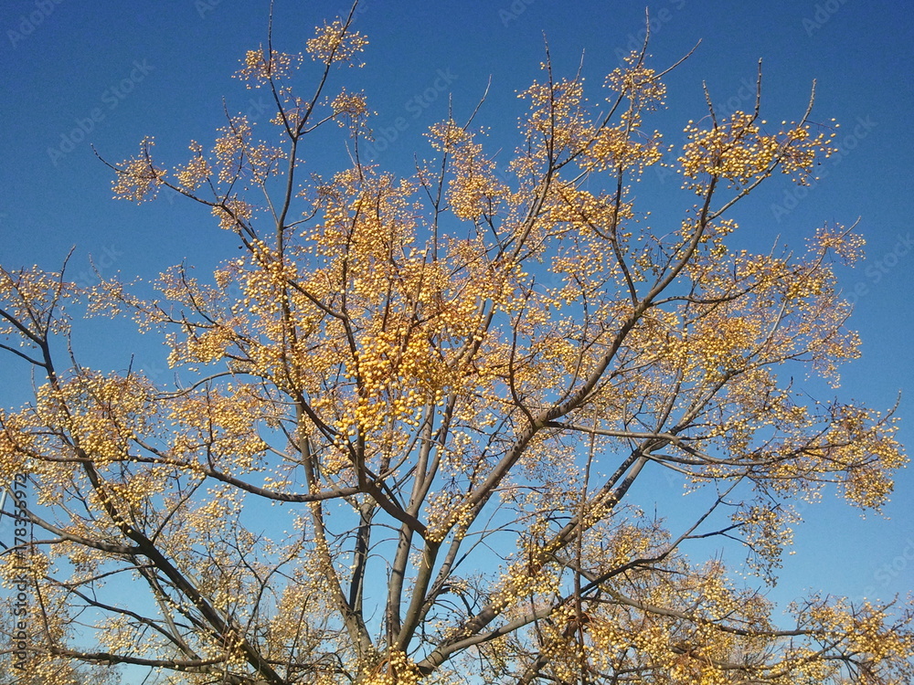Tree branches in a blue sky day
Tree branches in a blue sky day
