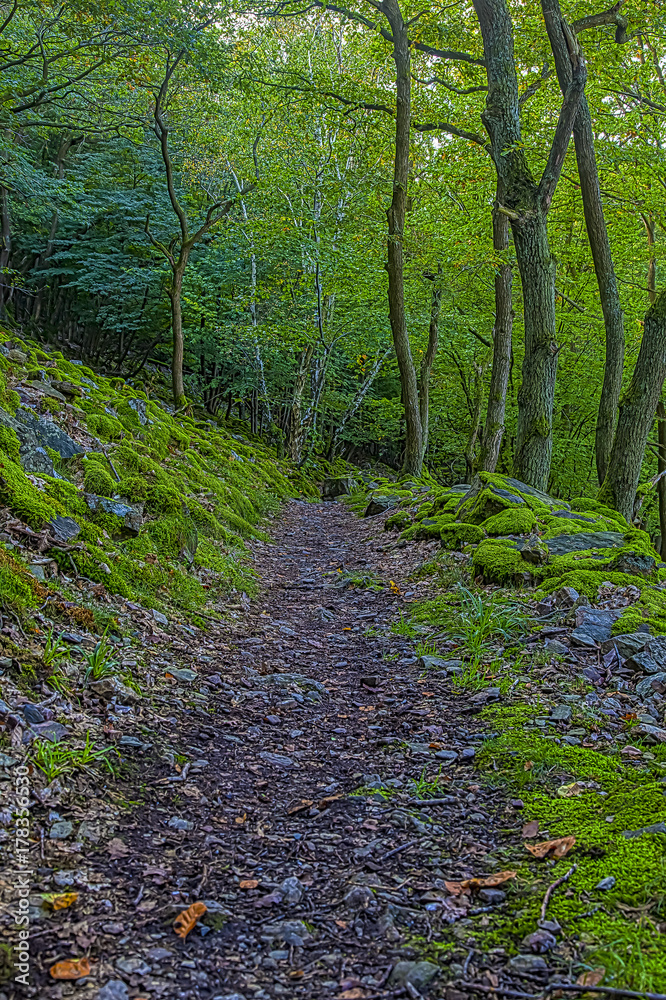 Wanderweg am Rheinsteig von dichtem Wald und von Moos überwachsenen Steinen umgeben Wanderweg am Rheinsteig von dichtem Wald und von Moos überwachsenen Steinen umgeben