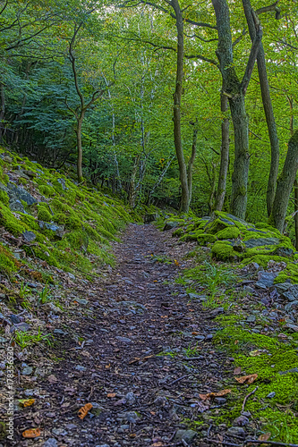 Wanderweg am Rheinsteig von dichtem Wald und von Moos überwachsenen Steinen umgeben 