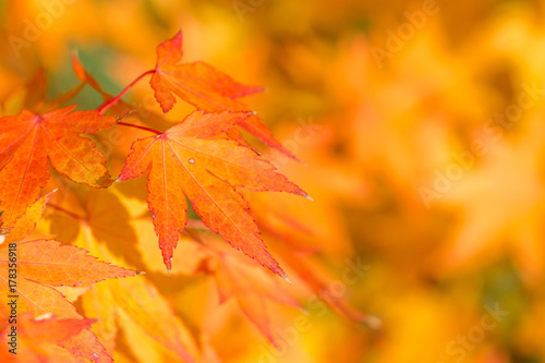 Golden autumn blur background with color maple leaves
