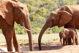 Elephants with their baby drinking water