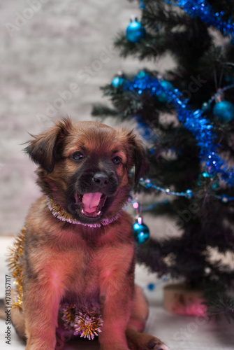 Cute puppy lying on the background of decorated Christmas tree