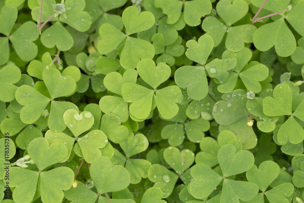 Carpet of clover with tiny dewdrops Carpet of clover with tiny dewdrops