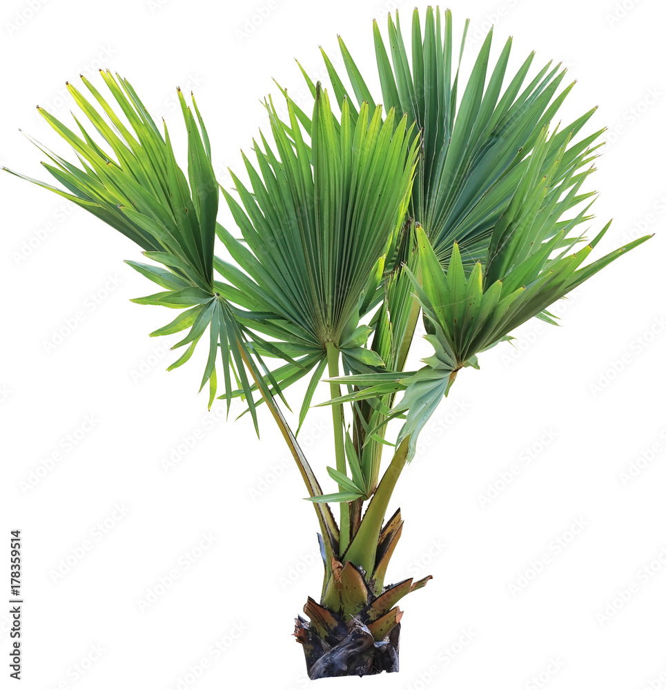 Fototapeta premium young Betel palm on isolate background and clipping path