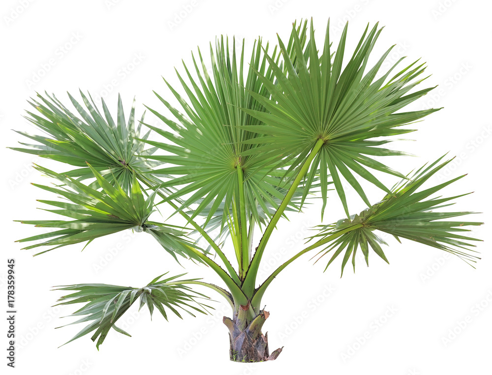 young Betel palm on isolate background and clipping path young Betel palm on isolate background and clipping path