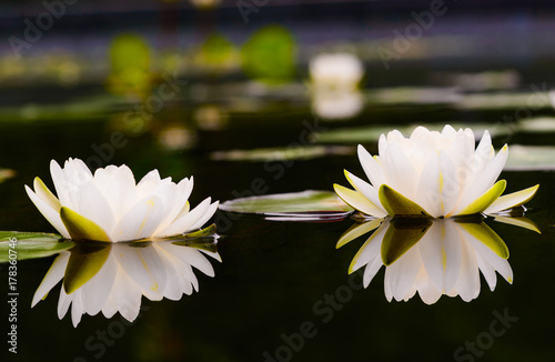 water lily Beautiful lotus flower is the symbol of the Buddha