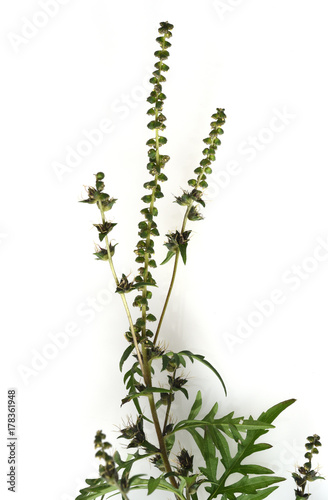 Ambrosiabluete, Ambrosia, artemisiifolia