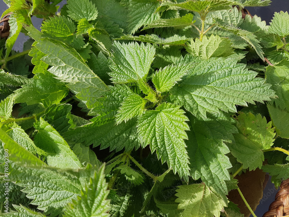 Brennnessel, Urtica, Dioica, Grosse, Wildkraeuter, Wildgemuese, Heilpflanze Brennnessel, Urtica, Dioica, Grosse, Wildkraeuter, Wildgemuese, Heilpflanze