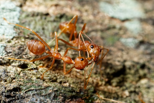 Macro shot of ant