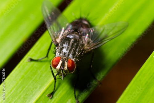 Macro shot of fly on the leaf
