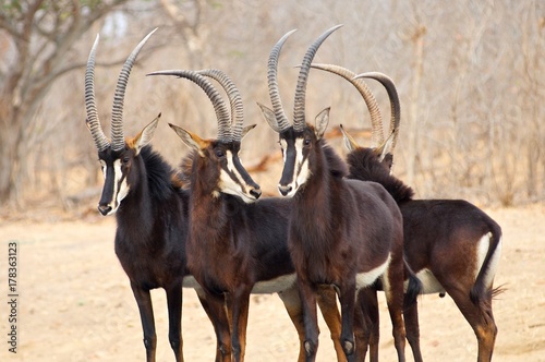 Fotografie The mighty Sable antelope preparing for battle with African Wild Dogs