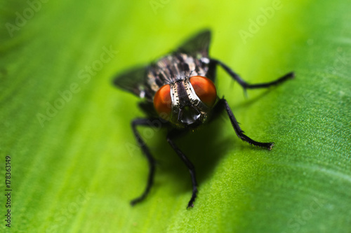 Macro shot of fly on the leaf