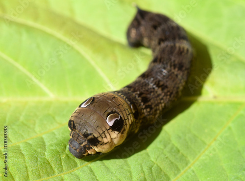 Raupe, Weinschwaermer, Deilephila elpenor, Mittlerer photo