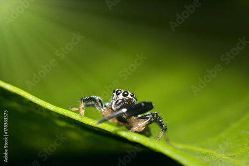 Mocro shot of the jumping spider