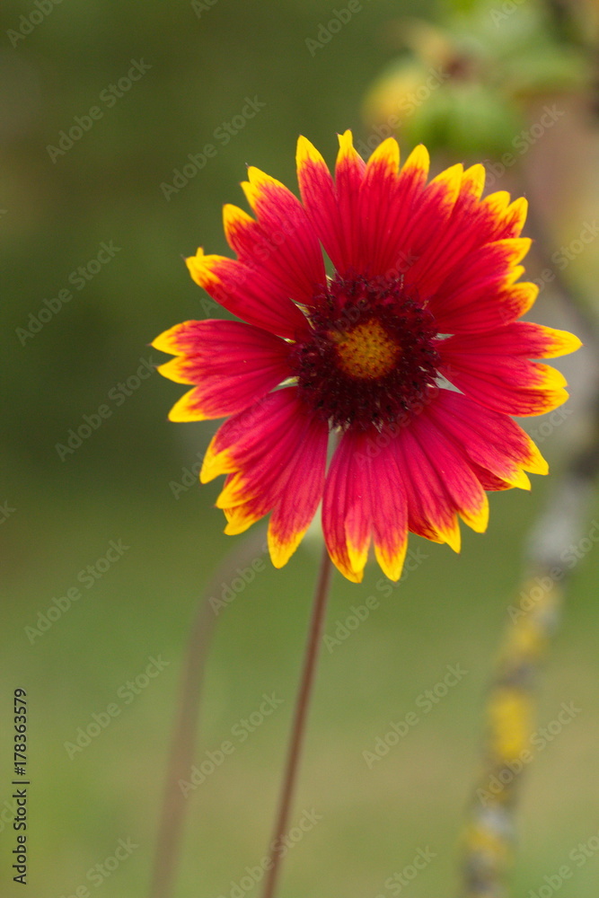  Цветок Gaillardia pulchella