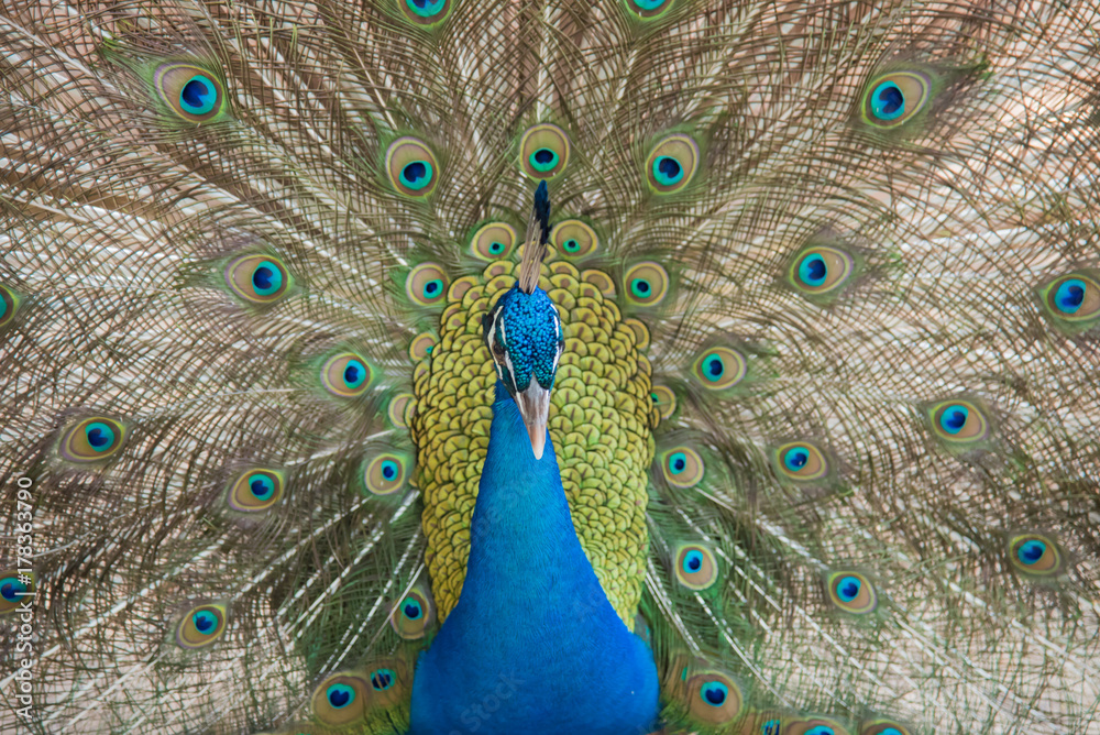 Obraz premium Photos of peacocks showing beautiful feathers.