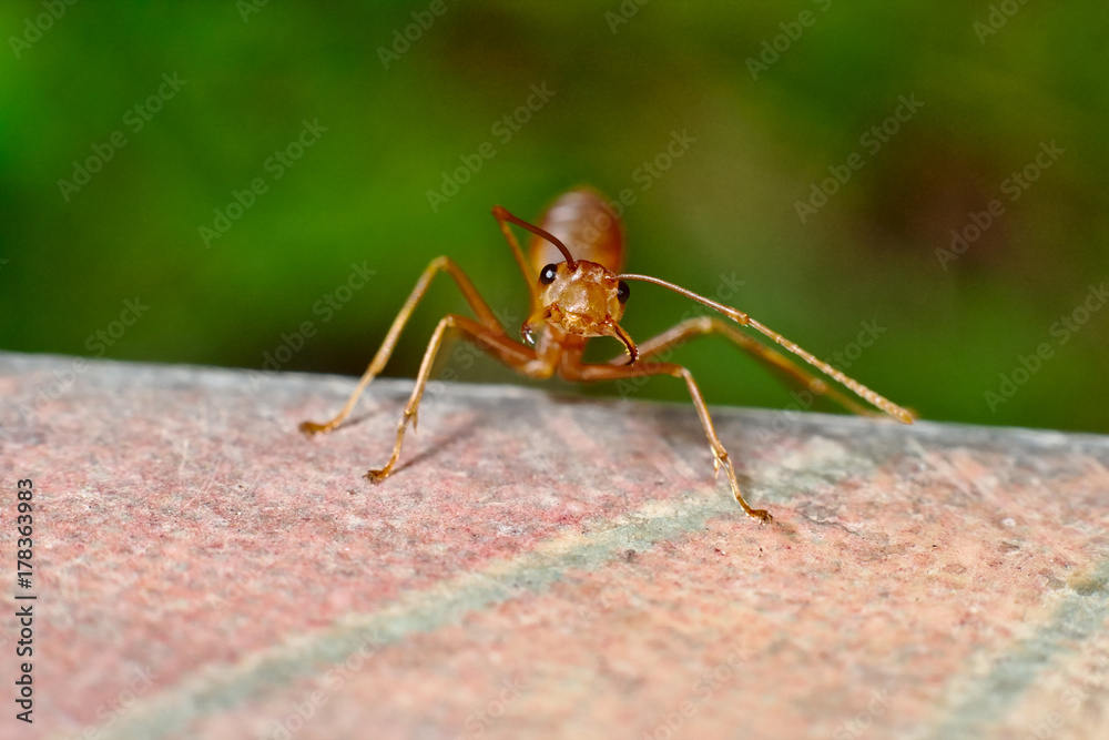 Macro shot of ant Macro shot of ant
