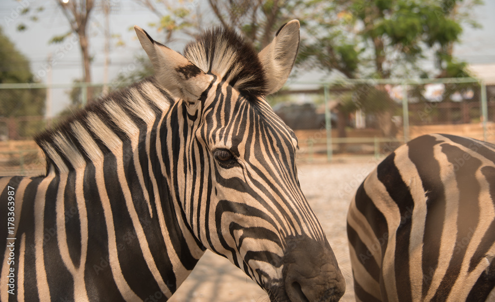 Naklejka premium Image of an zebra on nature background