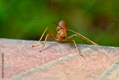 Macro shot of ant © Anupap