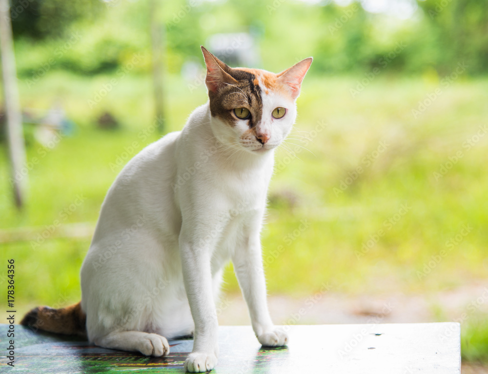 Beautiful three colors thai cat on the table happily natural background Beautiful three colors thai cat on the table happily natural background