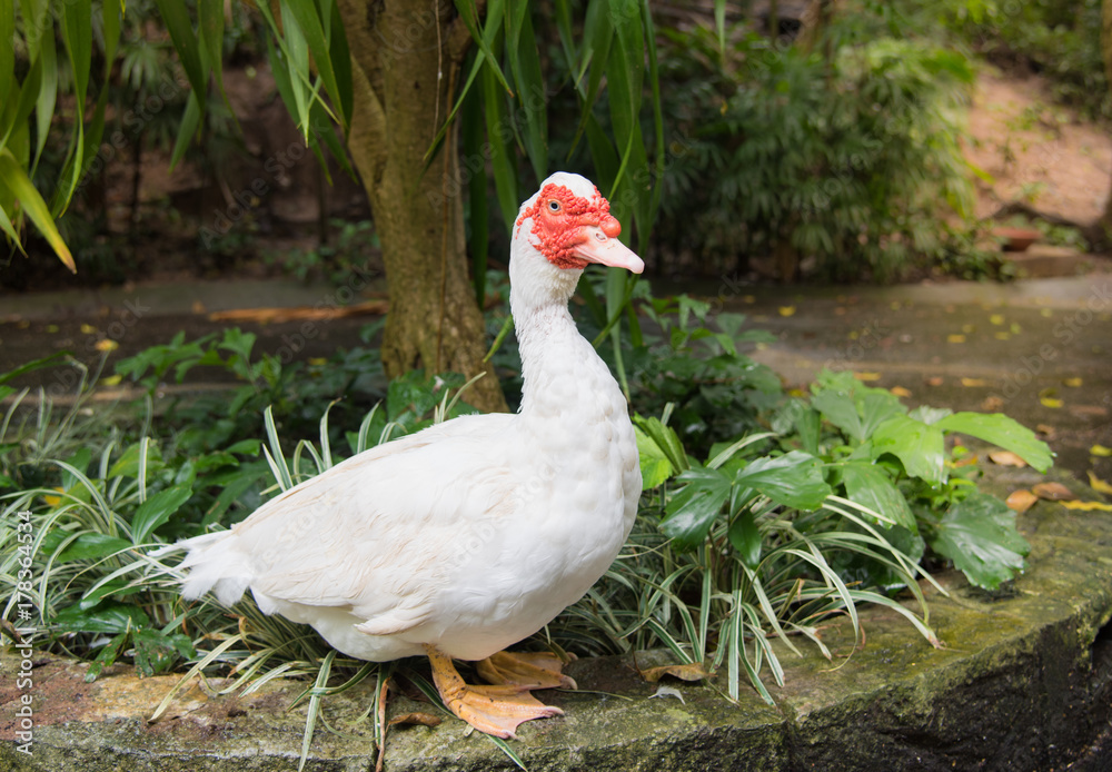 White Muscovy duck portrait ,Musky duck , Indoda , Barbary duck with red nasal corals in the public garden White Muscovy duck portrait ,Musky duck , Indoda , Barbary duck with red nasal corals in the public garden