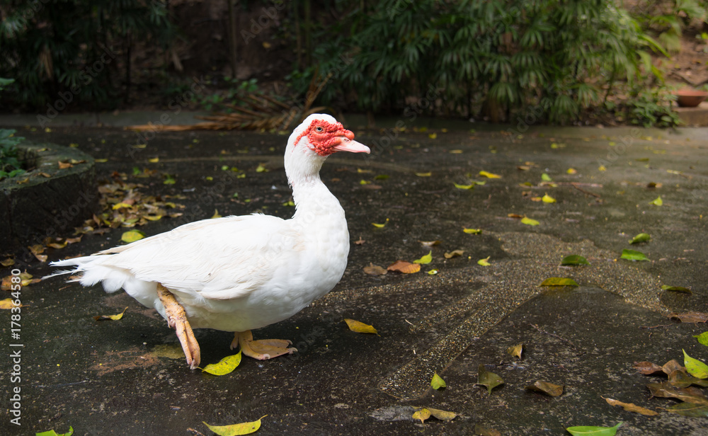 Obraz premium White Muscovy duck portrait ,Musky duck , Indoda , Barbary duck with red nasal corals in the public garden
