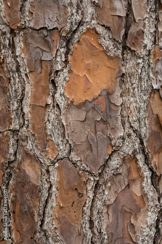 interesting and curvy tree bark close up shot