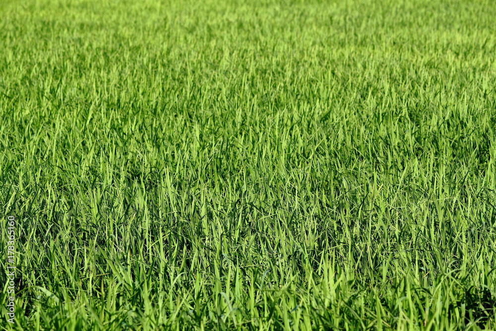 Green rice field