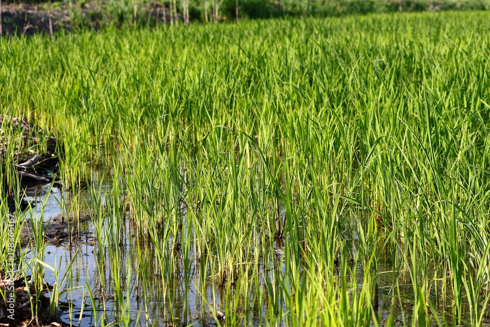 Green rice field