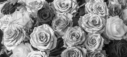 A beautiful and colorful bouquet of big roses in different shades of grey ibackground