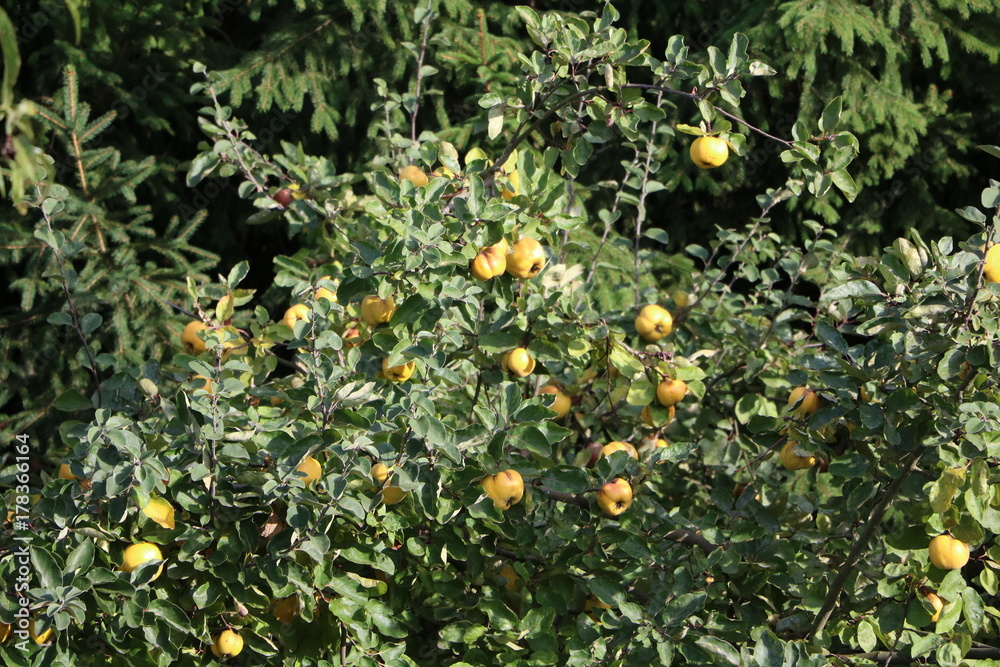 Apple quince tree with ripe yellow fruits in fall