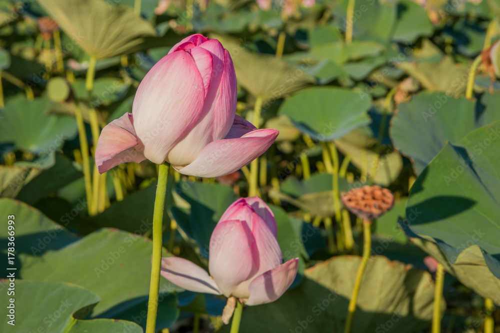 Lotus on the pond in Almaty. The bud of a lotus flower Lotus on the pond in Almaty. The bud of a lotus flower