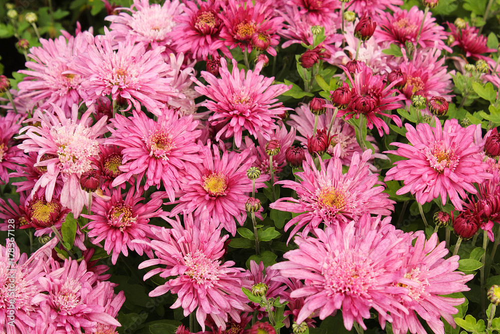 Flower chrysanthemum in autumn garden Flower chrysanthemum in autumn garden