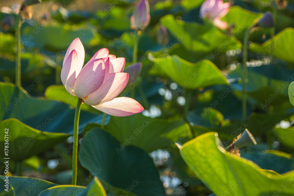 Lotus flower blossom on the lake near Almaty, Kazakhstan. Beautiful pink water lily