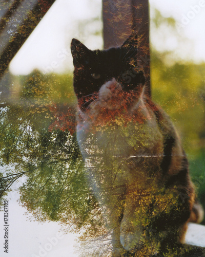spotted cat double exposure