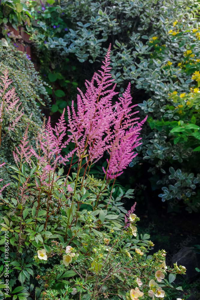 Pink Astilbe flowers growing in a mixed border. A hardy herbaceous perennial grown for its fern like foliage and dense feathery plumes of flowers. Also known as false goat's beard and false spirea. Pink Astilbe flowers growing in a mixed border. A hardy herbaceous perennial grown for its fern like foliage and dense feathery plumes of flowers. Also known as false goat's beard and false spirea.