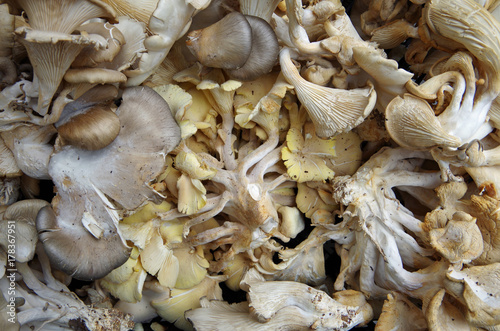 Gourmet oyster mushrooms