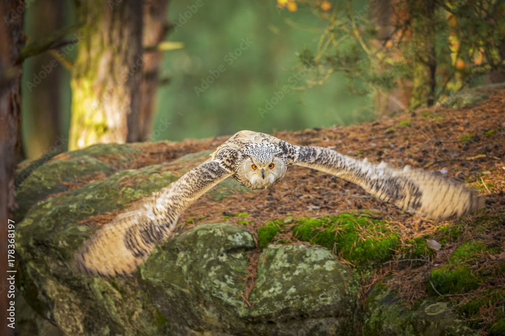 siberian eagle owl, bubo bubo sibiricus siberian eagle owl, bubo bubo sibiricus