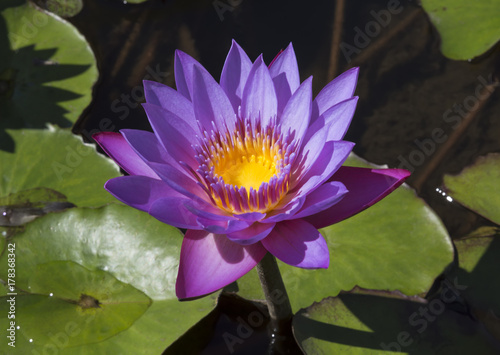 Fototapeta Naklejka Na Ścianę i Meble -  Flower purple lotus in the pond close-up
