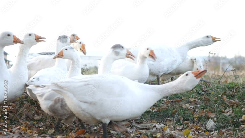 White Domestic goose White Domestic goose