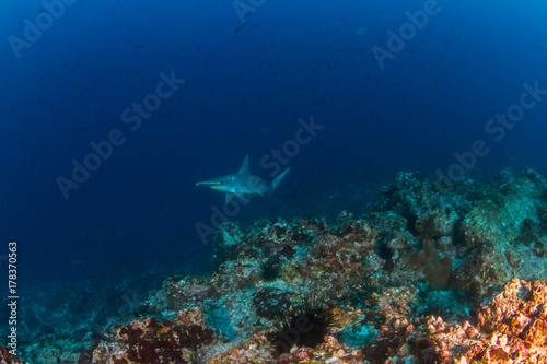 Hammerhead Shark © Michael Bogner