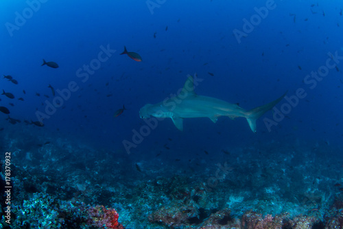 Hammerhead Shark © Michael Bogner