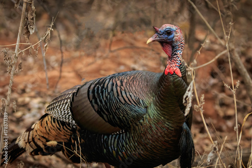 Photography Wild Turkey