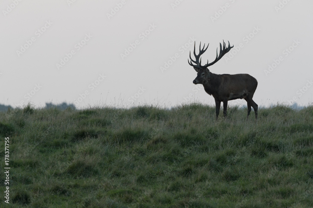 Fototapeta premium Red deer