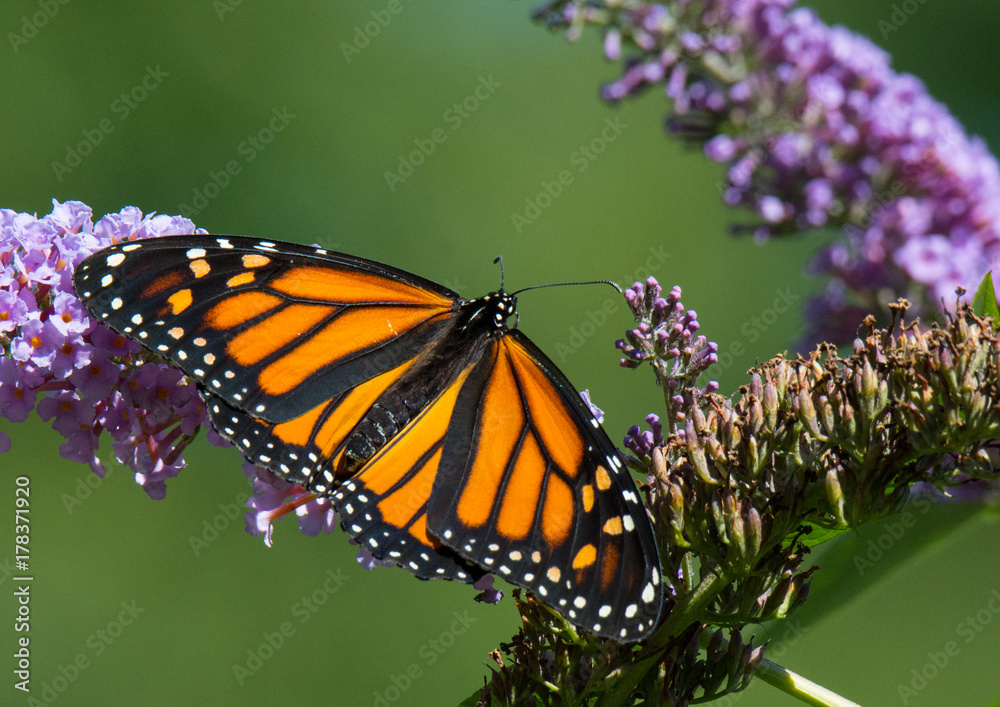 Fototapeta premium Monarch Butterfly