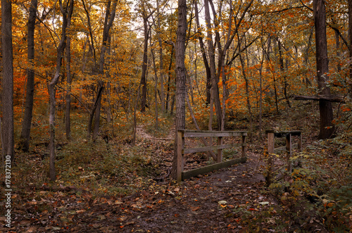 Fall woods