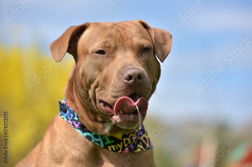 Carta da parati American Pit Bull Terrier portrait