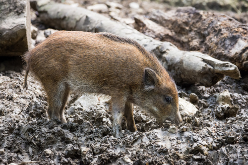 Boar in the mud