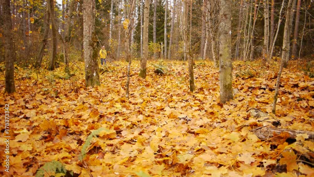 Walk in autumn forest Walk in autumn forest