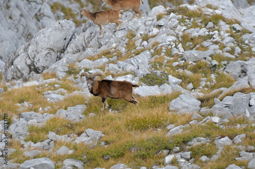 a herd of ipexes in the italian alps photo